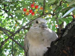 Pidgeon baby